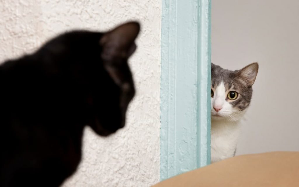 Epicflow – Project Performance: What Questions Await You at the PM Door?